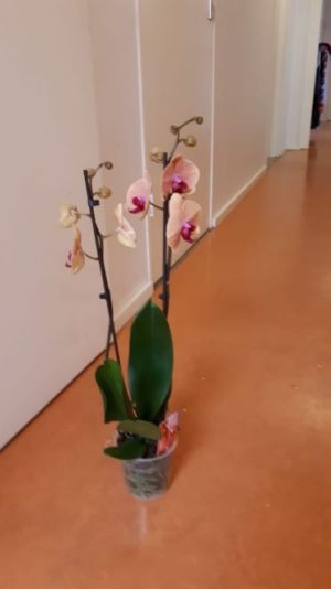 maanorchidee Phalenopsis